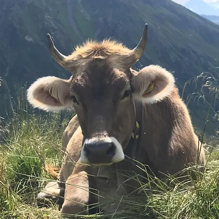 Tiny Albuin Ferienhaus Sankt Gallenkirch